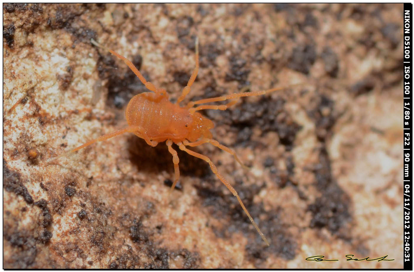 Phalangodidae, Scotolemon terricola/doriae? da Ittiri 191